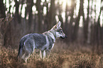 Czechoslovakian Wolfdog Puppy