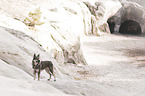 standing Czechoslovakian Wolfdog