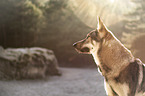 Czechoslovakian Wolfdog portrait