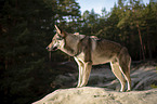 standing Czechoslovakian Wolfdog