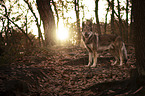 standing Czechoslovakian Wolfdog