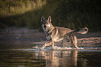 Czechoslovakian Wolfdog in the water