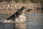 Czechoslovakian Wolfdog in the water