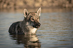 Czechoslovakian Wolfdog in the water