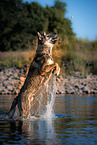 Czechoslovakian Wolfdog in the water