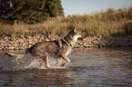 Czechoslovakian Wolfdog in the water