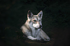 lying Czechoslovakian Wolfdog