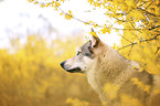 Czechoslovakian Wolfdog portrait