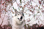 Czechoslovakian Wolfdog portrait