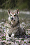 lying Czechoslovakian Wolfdog