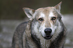 Czechoslovakian Wolfdog portrait