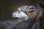 Czechoslovakian Wolfdog portrait