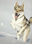 Czechoslovakian Wolfdog in the snow