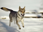 Czechoslovakian Wolfdog in the snow