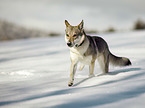 Czechoslovakian Wolfdog in the snow