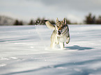 Czechoslovakian Wolfdog in the snow