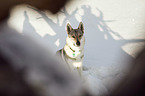 Czechoslovakian Wolfdog in the snow