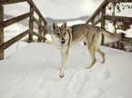 Czechoslovakian Wolfdog in the snow