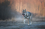 walking Czechoslovakian Wolfdog