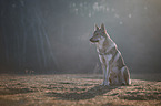sitting Czechoslovakian Wolfdog