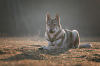 sitting Czechoslovakian Wolfdog