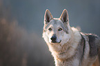 Czechoslovakian Wolfdog Portrait