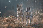 Czechoslovakian Wolfdogs