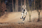 running Czechoslovakian Wolfdog