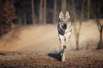 running Czechoslovakian Wolfdog