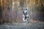 running Czechoslovakian Wolfdog