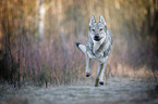 running Czechoslovakian Wolfdog