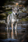 bathing Czechoslovakian Wolfdog