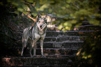 Czechoslovakian Wolfdog