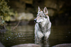 bathing Czechoslovakian Wolfdog