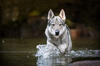 bathing Czechoslovakian Wolfdog