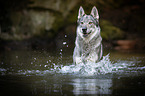 running Czechoslovakian Wolfdog