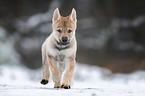 Czechoslovakian Wolfdog Puppy
