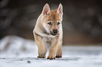 Czechoslovakian Wolfdog Puppy