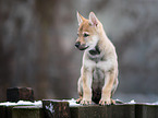 Czechoslovakian Wolfdog Puppy