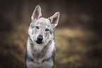 Czechoslovakian Wolfdog