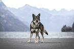 female Czechoslovakian Wolfdog