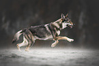 running Czechoslovakian wolfdog