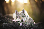 Czechoslovakian wolfdog