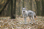 Czechoslovakian wolfdog