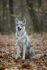 Czechoslovakian wolfdog