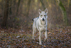 Czechoslovakian wolfdog
