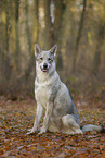 Czechoslovakian wolfdog