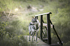 Czechoslovakian wolfdog