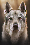 Czechoslovakian Wolfdog