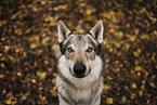 Czechoslovakian wolfdog